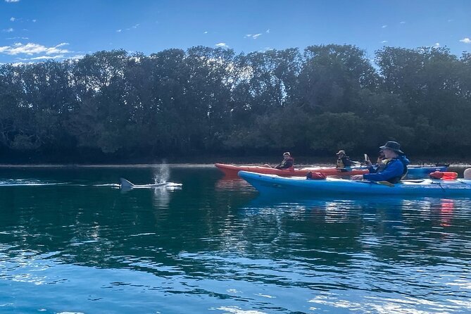 Adelaide Dolphin Sanctuary Mangroves Kayaking Tour - What the 90-minute route feels like