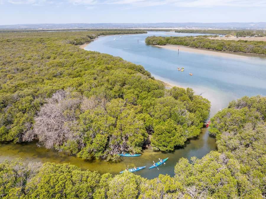 Adelaide: Dolphin Sanctuary Single or Double Kayak Rental - Key points to know before booking