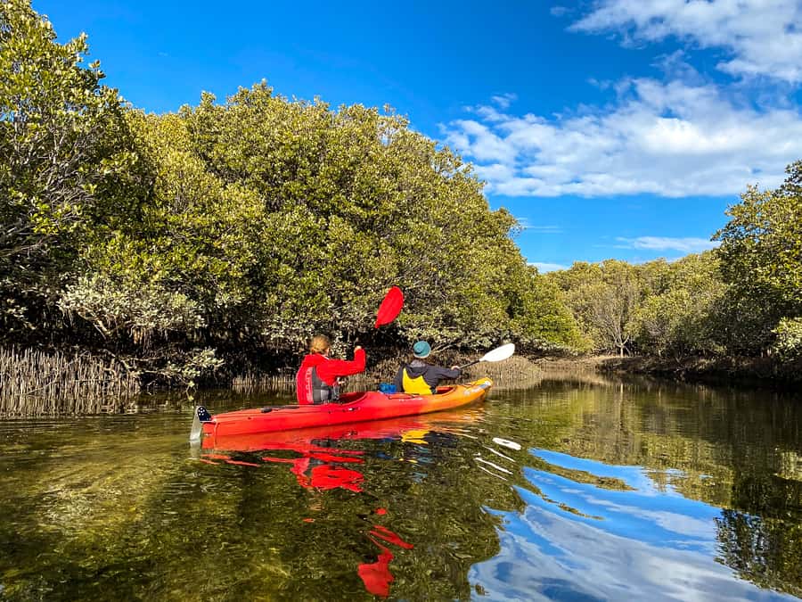 Adelaide: Dolphin Sanctuary Single or Double Kayak Rental - Why the $27 price can work