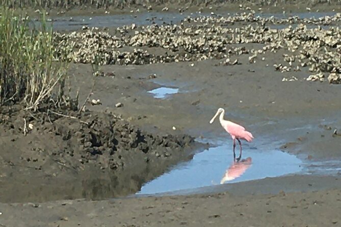Adventure Boat Tours Dolphin Tails & History Cruise St Augustine - Dolphins, turtles, and the limits of wildlife watching