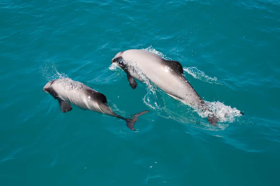 Akaroa: Dolphin Nature Cruise - Six things to know before you book