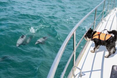 Dolphin Nature Cruise