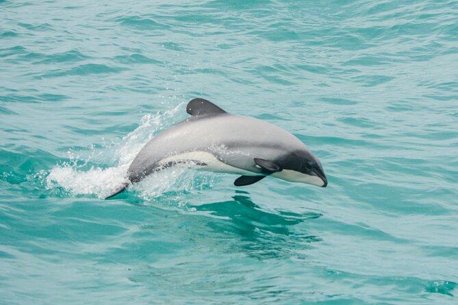 Akaroa Dolphins ~ Harbour Nature Cruise - Key points to know before boarding