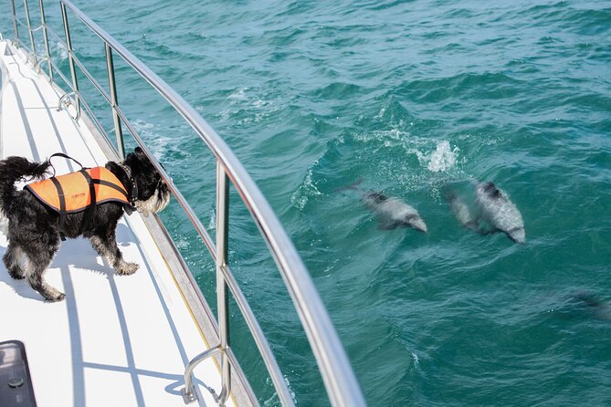 Akaroa Dolphins ~ Harbour Nature Cruise - Why this Akaroa cruise is worth your time