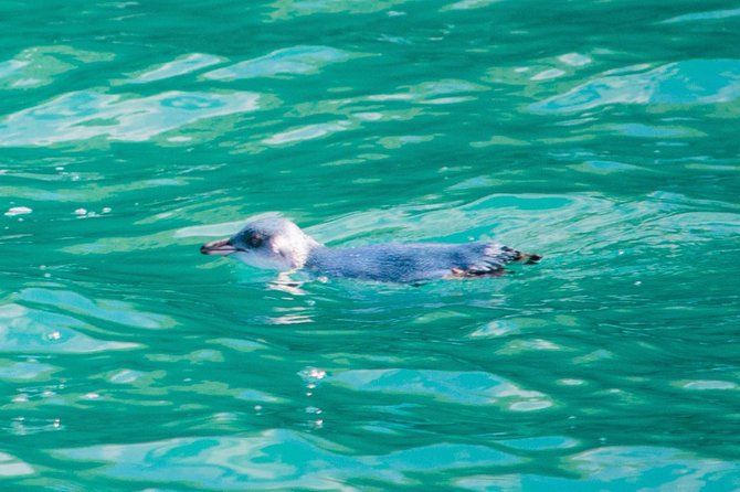 Akaroa Dolphins ~ Harbour Nature Cruise - Looking for Hector’s dolphins