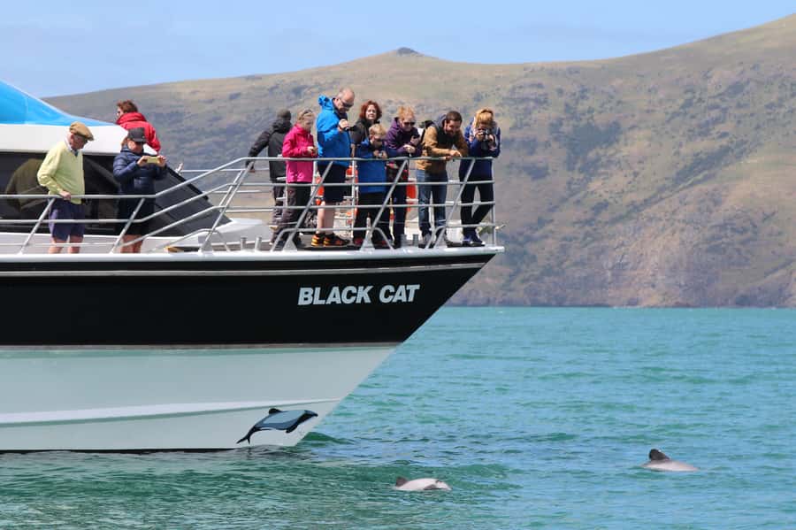 Akaroa Harbour 2-Hour Dolphin Nature Cruise - Key things to know before you book