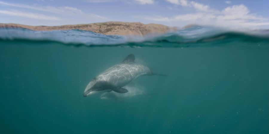 Akaroa Harbour 2-Hour Dolphin Nature Cruise - Fur seals, little penguins, and seabirds