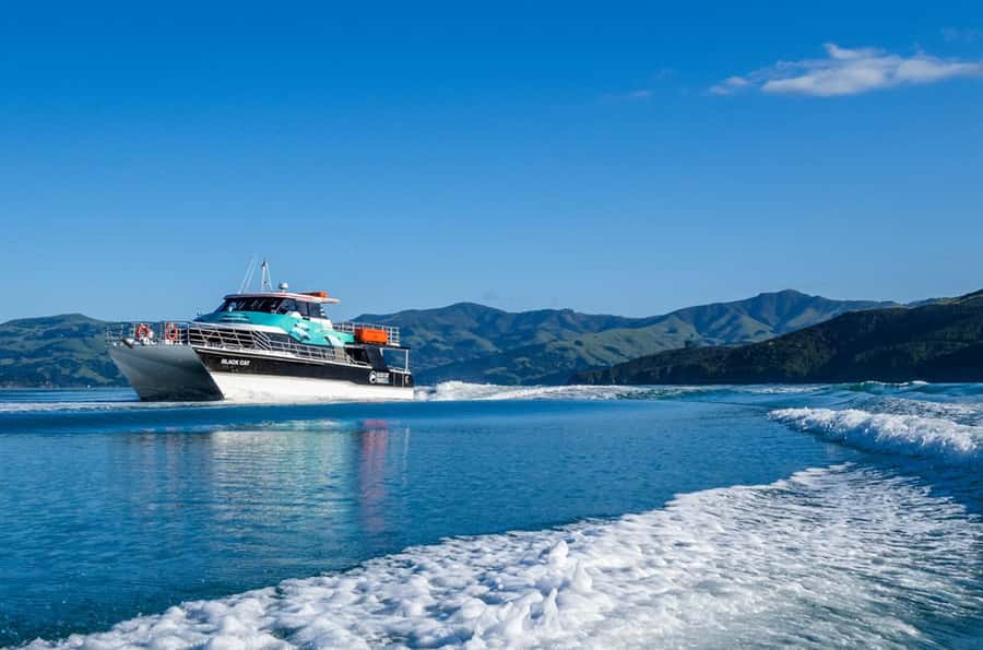 Akaroa Harbour 2-Hour Dolphin Nature Cruise - Commentary that gives the cruise a purpose