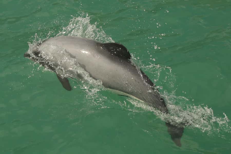 Akaroa Harbour 2-Hour Dolphin Nature Cruise - Comfort, families, and the weather