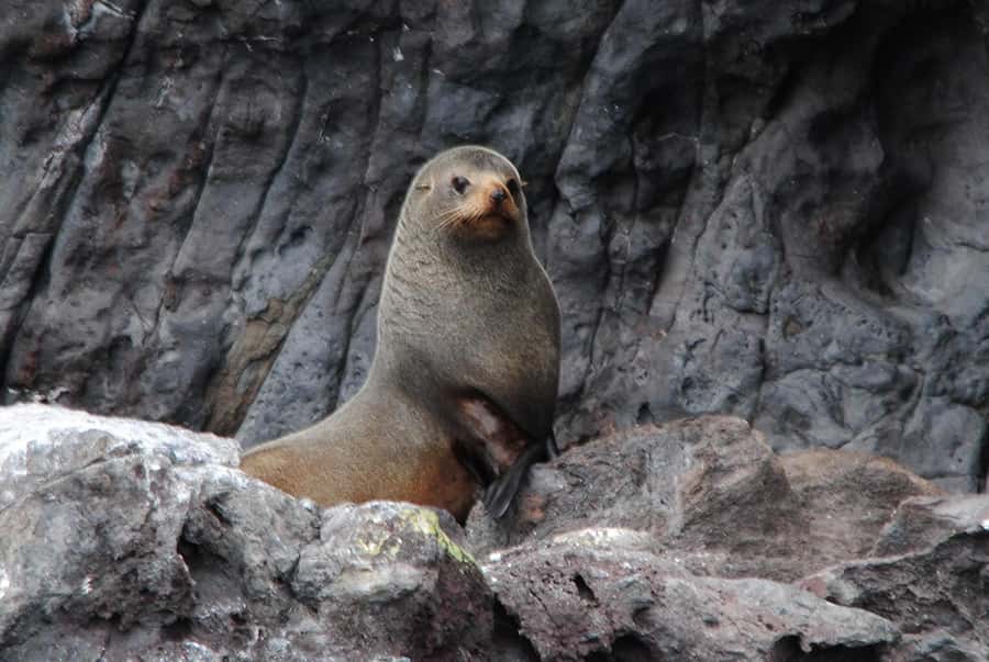 Akaroa Harbour 2-Hour Dolphin Nature Cruise - Is $71 a fair price for two hours?