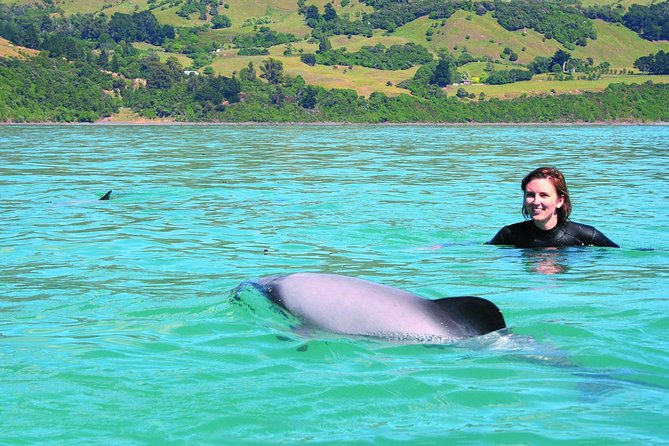 Akaroa Swim with Dolphins Tour from Christchurch - Akaroa Harbour and the search for dolphins