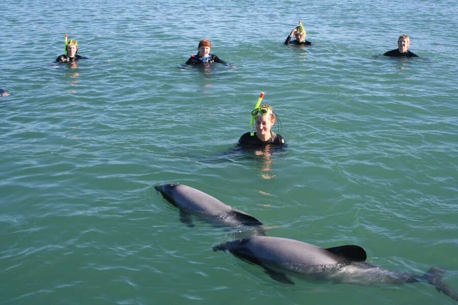 Akaroa: Swimming with Wild Dolphins Experience - Key points to know before you book