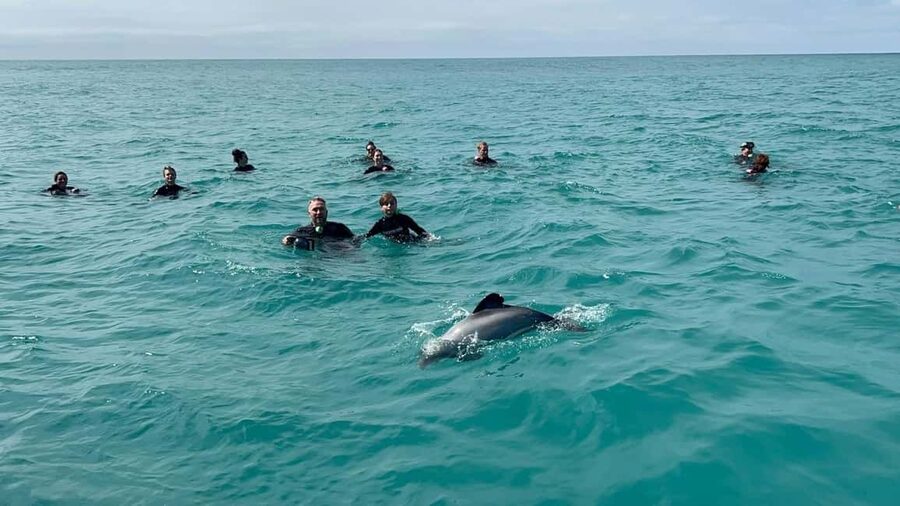 Akaroa: Swimming with Wild Dolphins Experience - Booking advice and final call