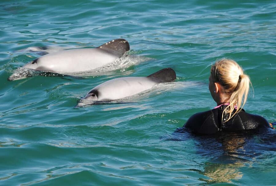 Akaroa: Swimming with Wild Dolphins Experience - Meeting the boat in Akaroa Harbour