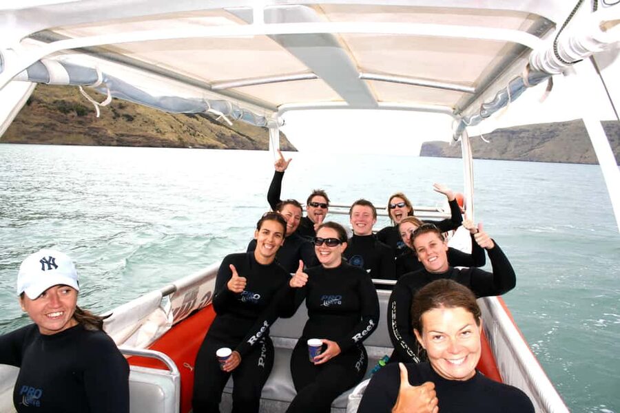 Akaroa: Swimming with Wild Dolphins Experience - What the swim feels like in practical terms