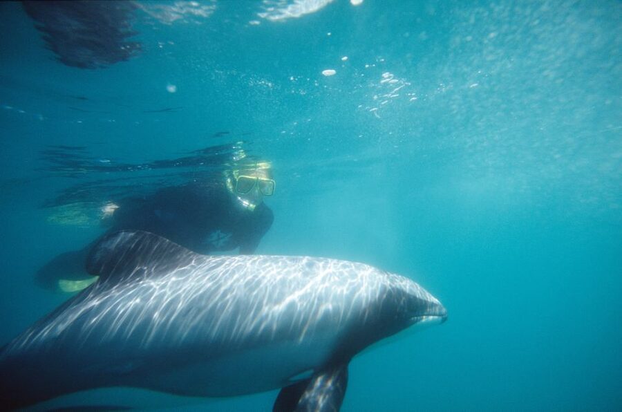 Akaroa: Swimming with Wild Dolphins Experience - The warm finish adds real value