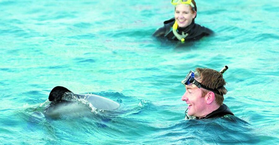 Akaroa: Swimming with Wild Dolphins Experience - What happens if the dolphins stay away