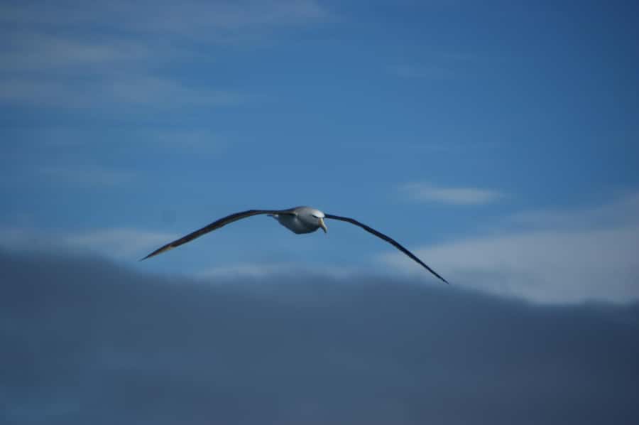 Akaroa: Wildlife Cruise with Dolphins and Penguins - Why this Akaroa cruise feels different