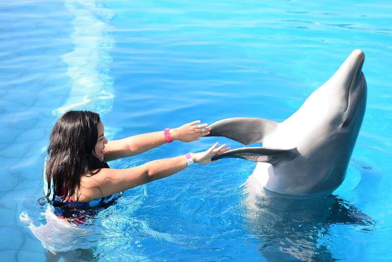 Akumal: Dolphin Encounter - Key points to know before booking