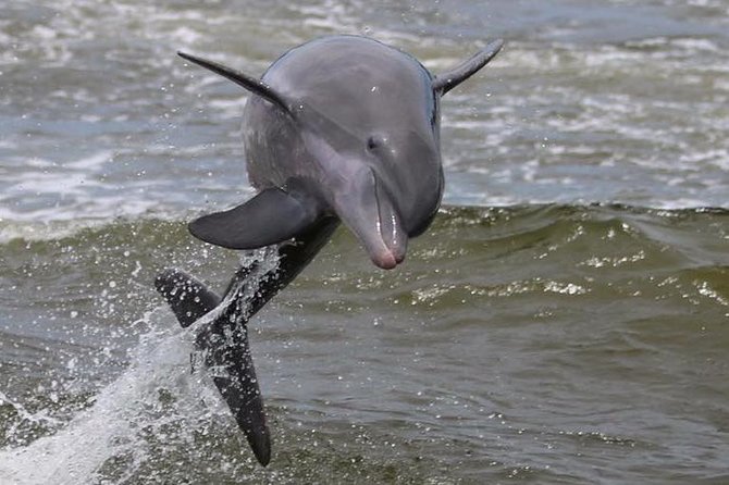 Alabama Gulf Coast Dolphin Cruise - Sunset cruises and the changing mood