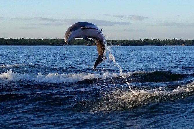 Alabama Gulf Coast Dolphin Cruise - Who should choose this Orange Beach cruise