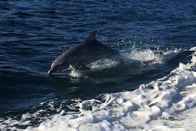 Alabama Gulf Coast Dolphin Cruise - Searching for Atlantic bottlenose dolphins