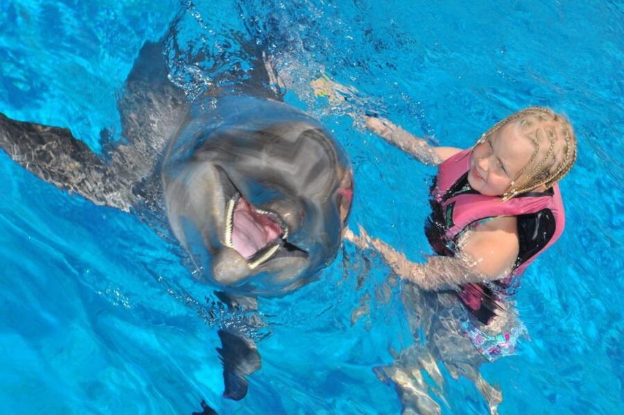 Alanya: Dolphin and Seal Show Ticket with Hotel Transfers - Who Will Enjoy This Most?