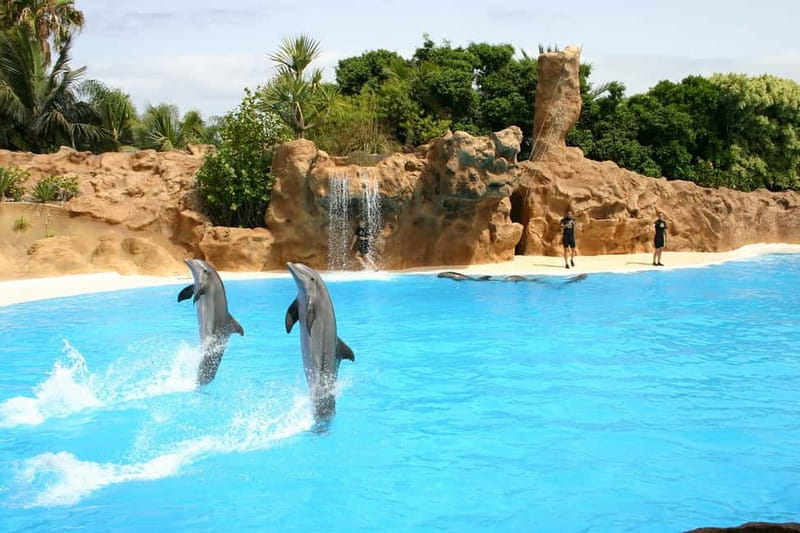 Alanya: Sealanya Dolphinpark Dolphin Show Tour - What the Sealanya Dolphinpark outing is really like