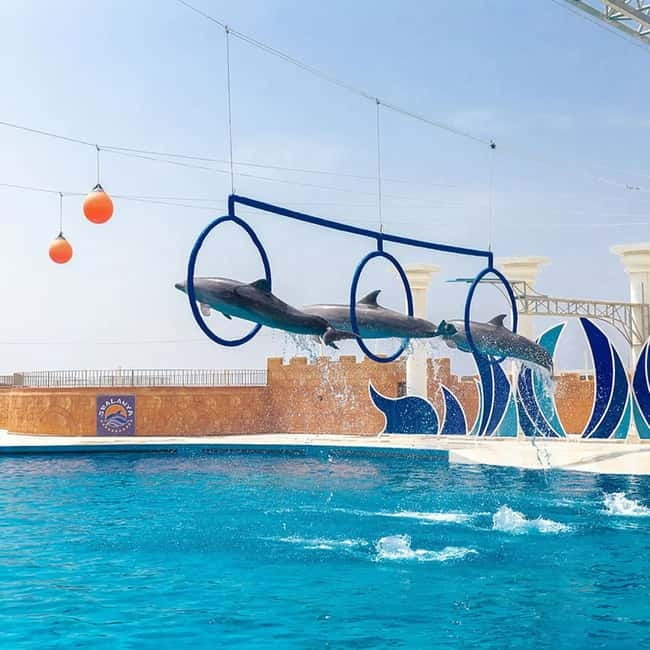 Alanya: Sealanya Dolphinpark Dolphin Show Tour - The 15-minute sea lion opening