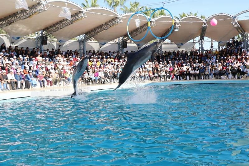 Alanya: Sealanya Dolphinpark Dolphin Show Tour - Bottlenose dolphins take over the pool