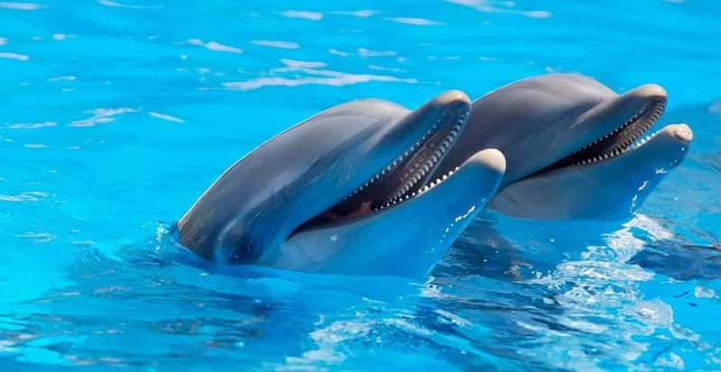 Alanya: Sealanya Dolphinpark Dolphin Show Tour - Arrival, pickup, and the first moments inside