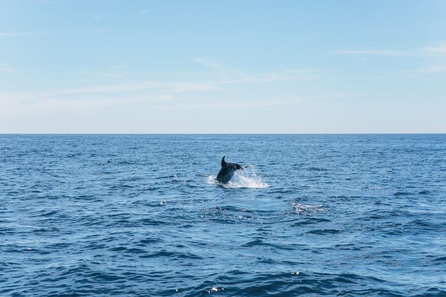 Albufeira: 2.5-Hour Benagil Caves & Dolphin Watching - Searching for dolphins in open water