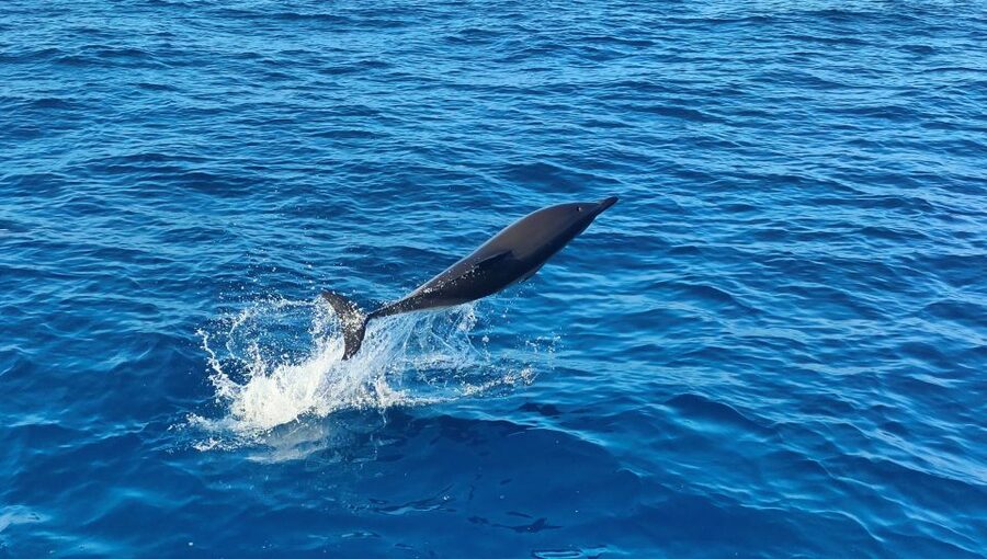 Albufeira: 2.5-Hour Dolphin Watching and Caves Trip - Comfort, weather, and who should book