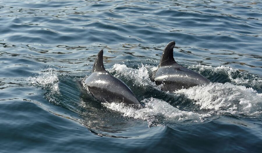 Albufeira: 2.5-Hour Dolphin Watching and Caves Trip - Searching for dolphins offshore