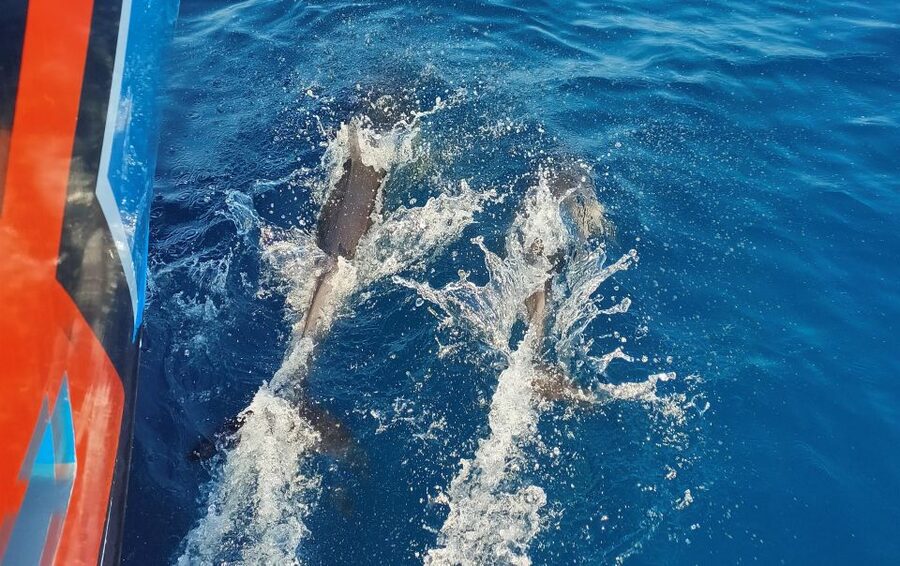 Albufeira: 2.5-Hour Dolphin Watching and Caves Trip - São Rafael to Galé: the first coastal views
