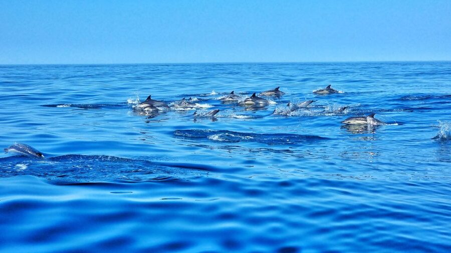 Albufeira: Benagil Cave and Dolphin Sightseeing Boat Cruise - Alfanzina Lighthouse and the final caves