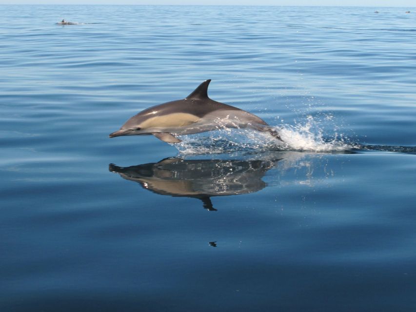 Albufeira: Benagil Cave and Dolphin Sightseeing Boat Cruise - Searching for dolphins in open water