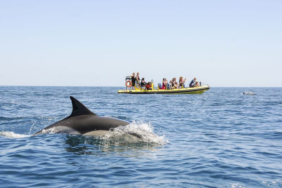 Albufeira: Benagil Caves & Dolphin Watching Speed Boat Tour - Guides, skippers, and the small-group feel