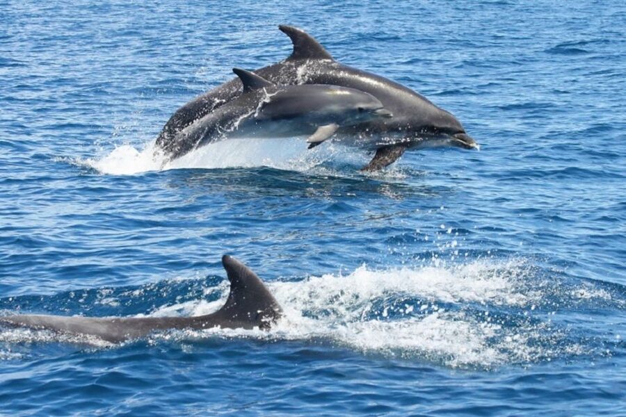 Albufeira: Dolphin Watching and Benagil Cave - Searching for dolphins off the Algarve
