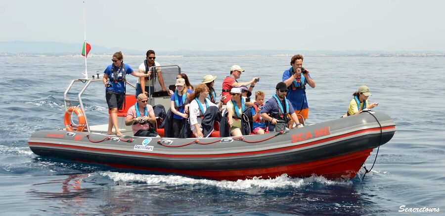 Albufeira: Dolphin Watching and Benagil Cave Boat Cruise - Starting at Albufeira Marina