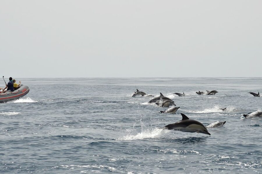 Albufeira: Dolphin Watching and Benagil Cave Boat Cruise - Who will enjoy this boat trip?