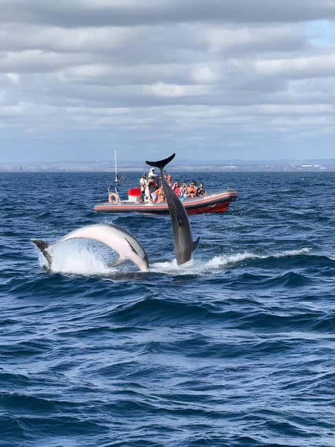 Albufeira: Dolphin Watching and Benagil Cave Boat Cruise - Heading offshore to find wild dolphins