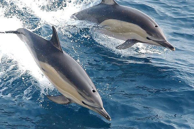 Albufeira: Dolphins and Caves Private Tour - Benagil Cave and the ten-minute photo stop