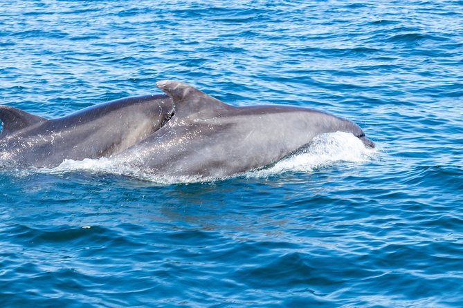 Albufeira: Dolphins and Caves Private Tour - Why the private boat changes the outing