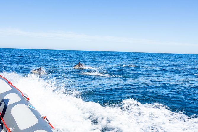 Albufeira: Dolphins and Caves Private Tour - Guides who add personality