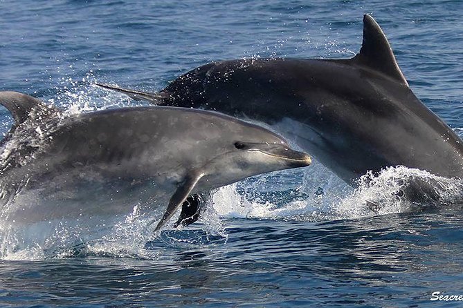 Albufeira: Dolphins and Caves Tour - The first half: cliffs, rock formations, and Benagil