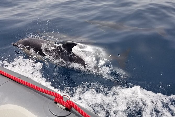 Albufeira: Dolphins and Caves Tour - The dolphin search is exciting, but uncertain