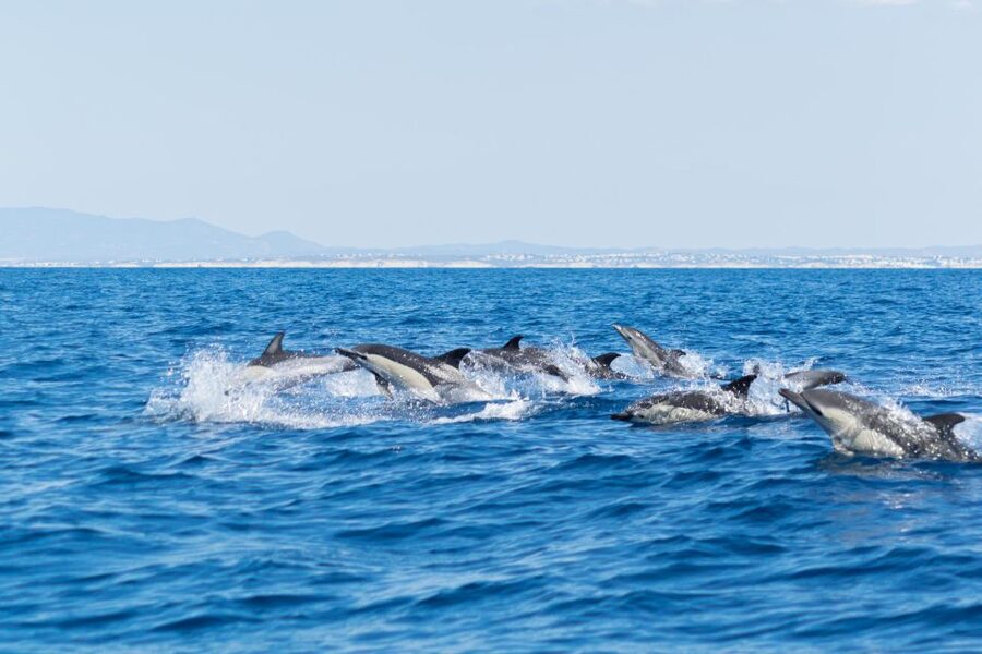 Albufeira: Dolphins & Benagil Caves RIB Tour - Should you book it?