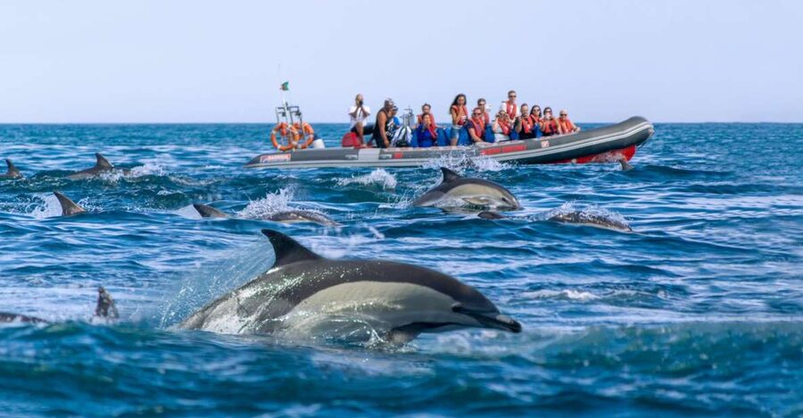 Albufeira: Dolphins & Benagil Caves RIB Tour - Is $34 a fair price?