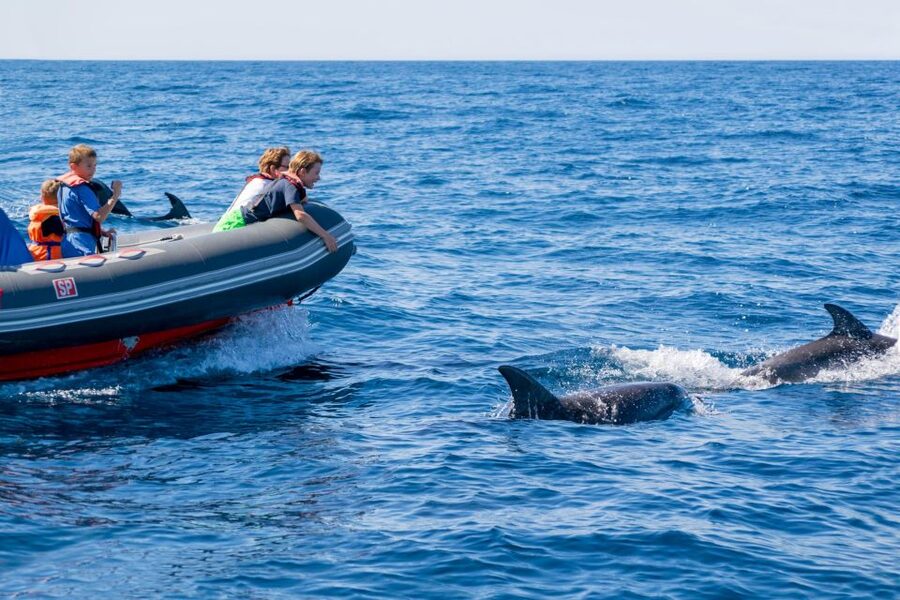 Albufeira: Dolphins & Benagil Caves RIB Tour - Practical tips for a better outing